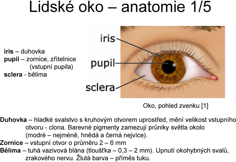 Barevné pigmenty zamezují průniky světla okolo (modré nejméně, hnědá a černá nejvíce).