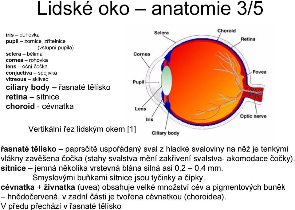 cévnatka + živnatka (uvea) obsahuje velké množství cév a pigmentových buněk hnědočervená, v zadní části je tvořena cévnatkou (choroidea).