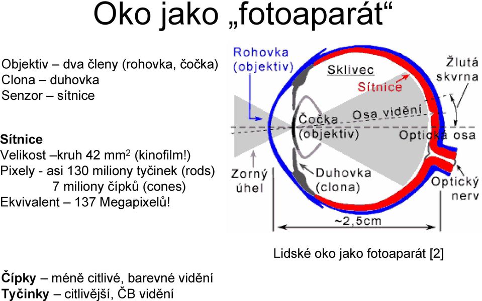 ) Pixely - asi 130 miliony tyčinek (rods) 7 miliony čípků (cones) Ekvivalent