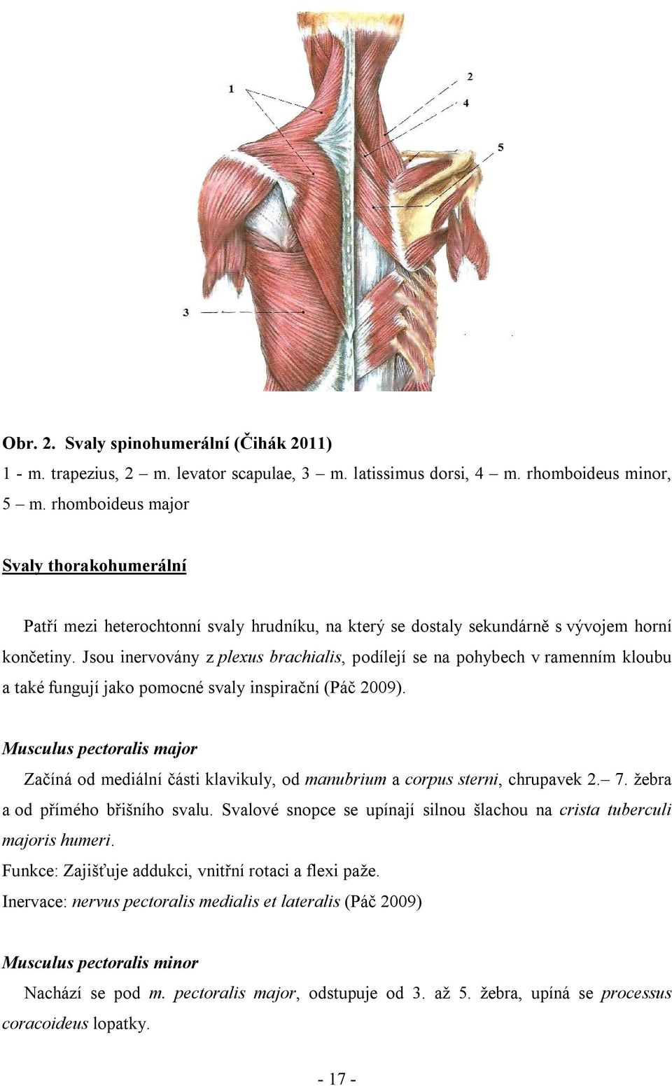 Jsou inervovány z plexus brachialis, podílejí se na pohybech v ramenním kloubu a také fungují jako pomocné svaly inspirační (Páč 2009).