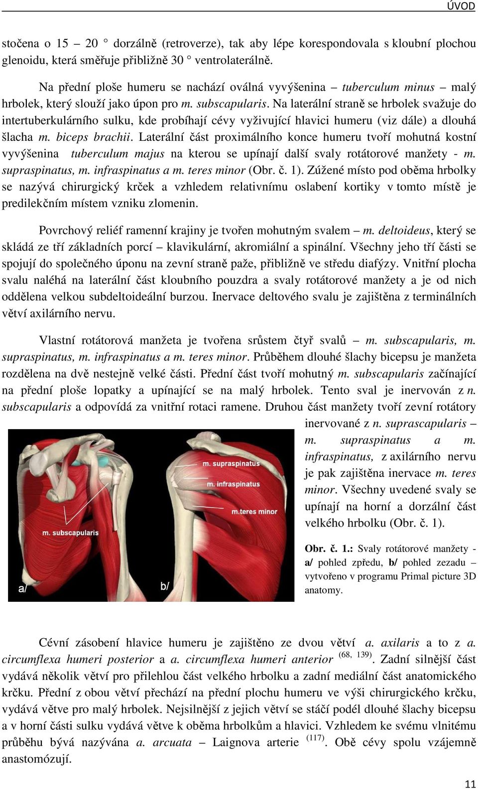 Na laterální straně se hrbolek svažuje do intertuberkulárního sulku, kde probíhají cévy vyživující hlavici humeru (viz dále) a dlouhá šlacha m. biceps brachii.