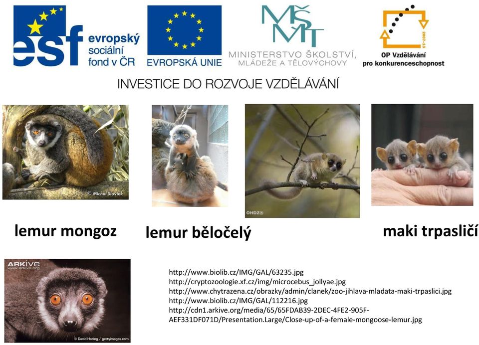 cz/obrazky/admin/clanek/zoo-jihlava-mladata-maki-trpaslici.jpg http://www.biolib.