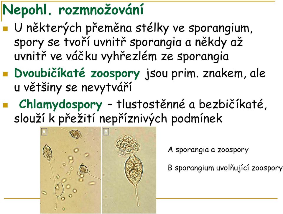 a někdy až uvnitř ve váčku vyhřezlém ze sporangia Dvoubičíkaté zoospory jsou prim.