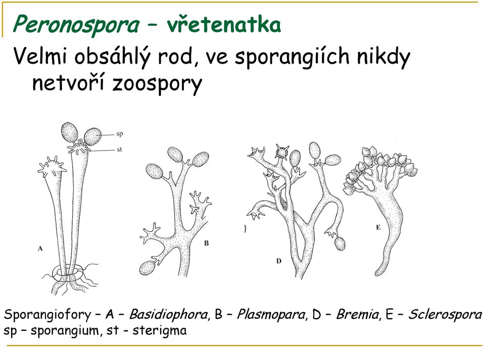 Sporangiofory A Basidiophora, B Plasmopara,