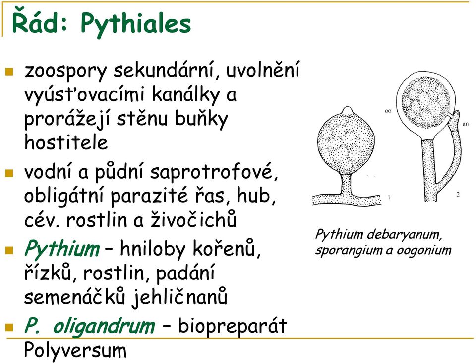 cév. rostlin a živočichů Pythium hniloby kořenů, řízků, rostlin, padání semenáčků