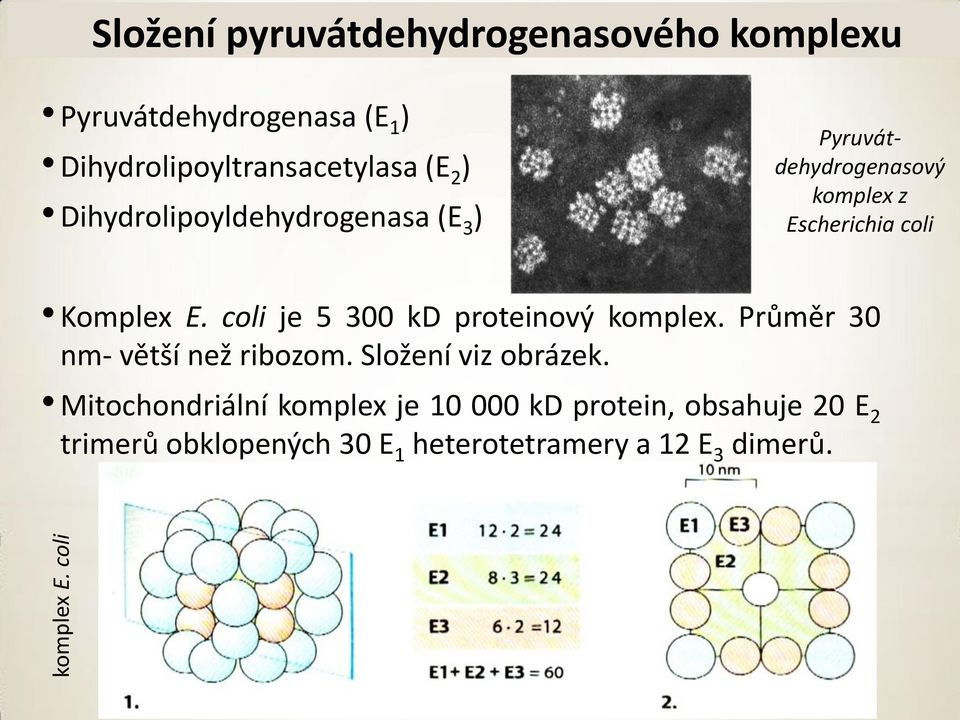 2 ) Dihydrolipoyldehydrogenasa (E 3 ) Pyruvátdehydrogenasový komplex z Escherichia coli Komplex E.