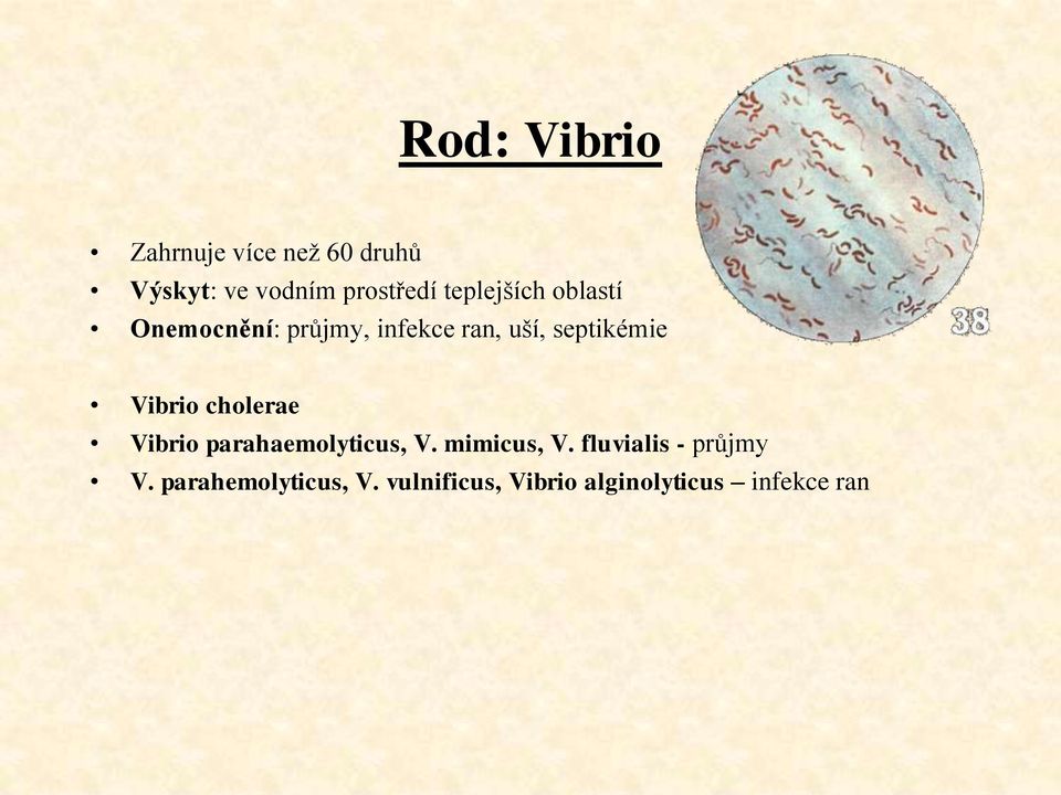 Vibrio cholerae Vibrio parahaemolyticus, V. mimicus, V.
