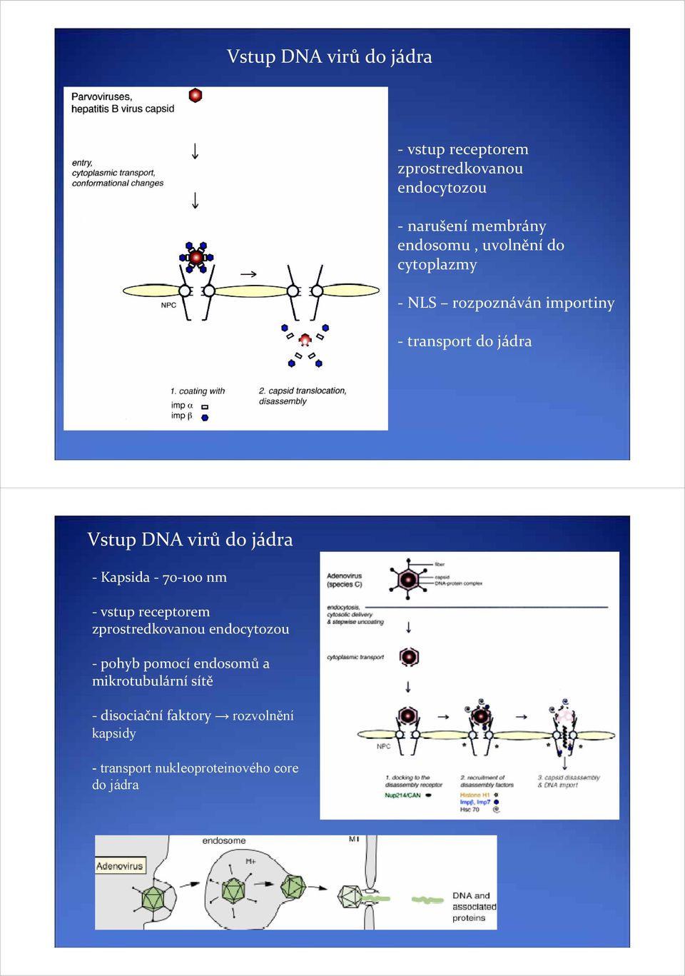 do jádra Kapsida 70 100 nm vstup receptorem zprostredkovanou endocytozou pohyb pomocí endosomů