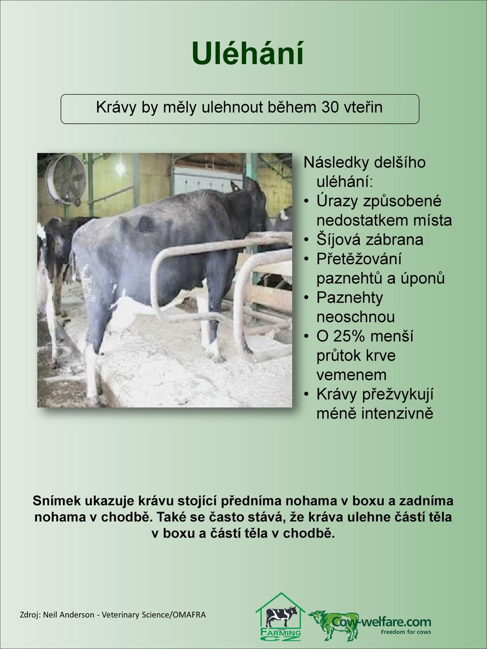 přežvykují méně intenzivně Snímek ukazuje krávu stojící předníma nohama v boxu a zadníma nohama v chodbě.