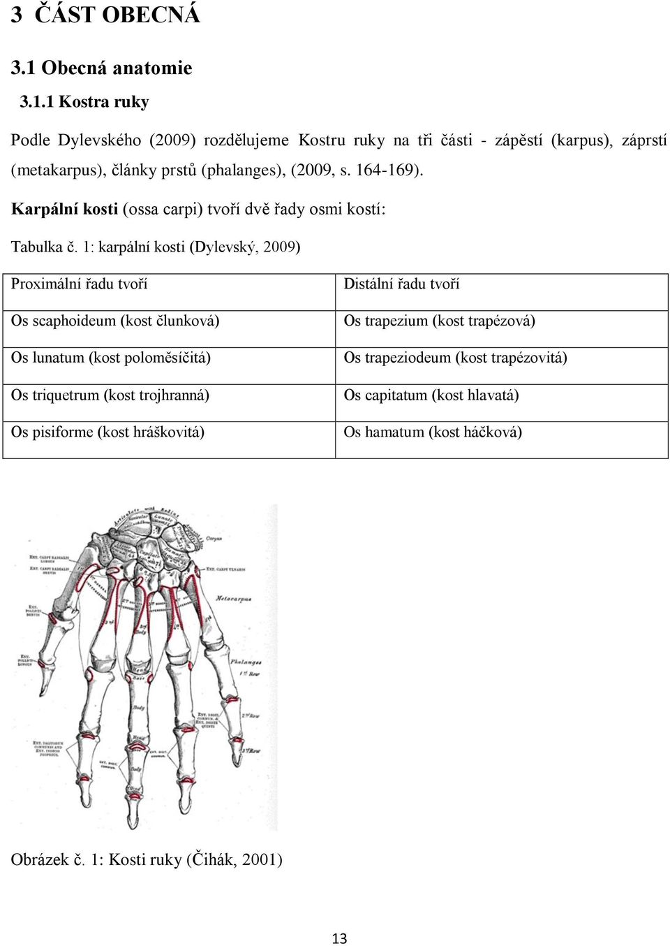 1 Kostra ruky Podle Dylevského (2009) rozdělujeme Kostru ruky na tři části - zápěstí (karpus), záprstí (metakarpus), články prstů (phalanges), (2009, s.
