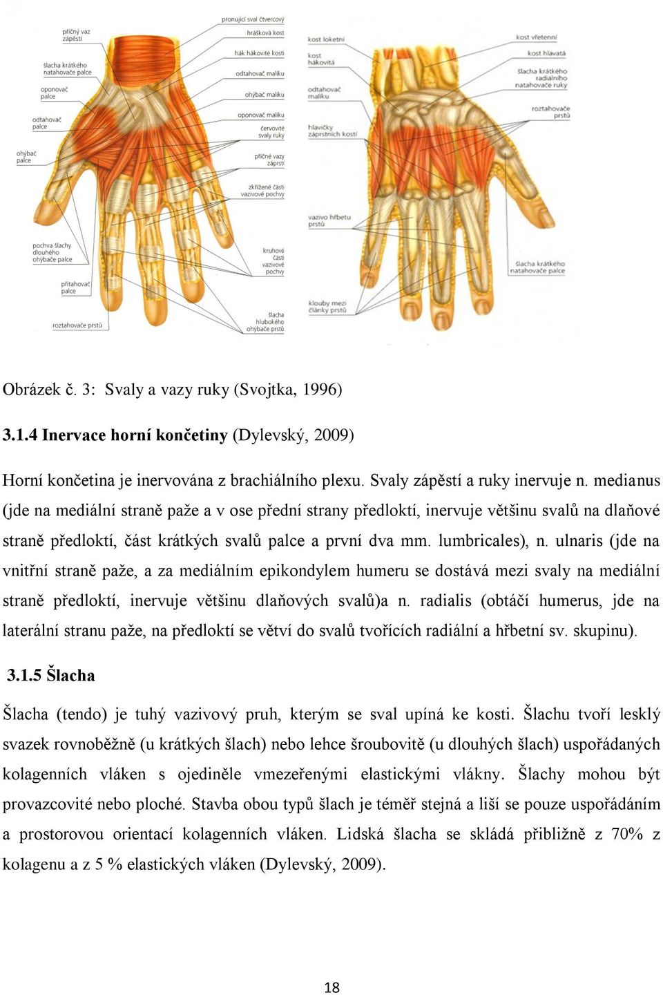 ulnaris (jde na vnitřní straně paže, a za mediálním epikondylem humeru se dostává mezi svaly na mediální straně předloktí, inervuje většinu dlaňových svalů)a n.