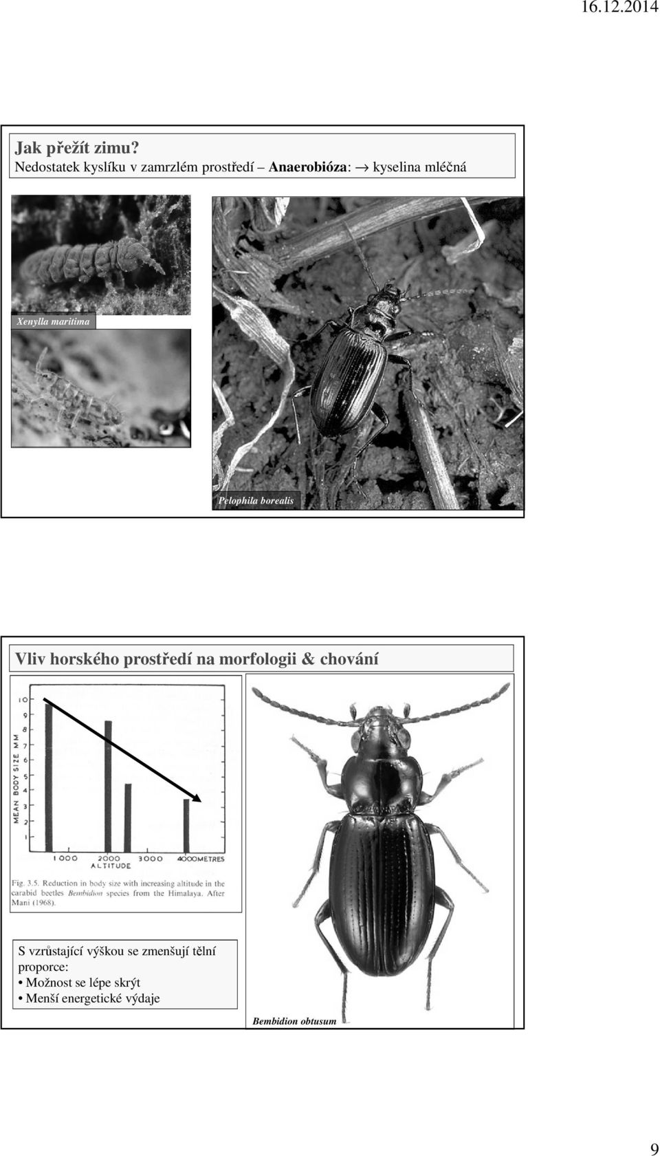 Xenylla maritima Pelophila borealis Vliv horského prostředí na