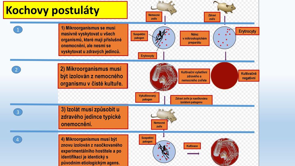 Kultivační vyšetření zdravého a nemocného zvířete Kultivačně negativní 3 3) Izolát musí způsobit u zdravého jedince typické onemocnění.