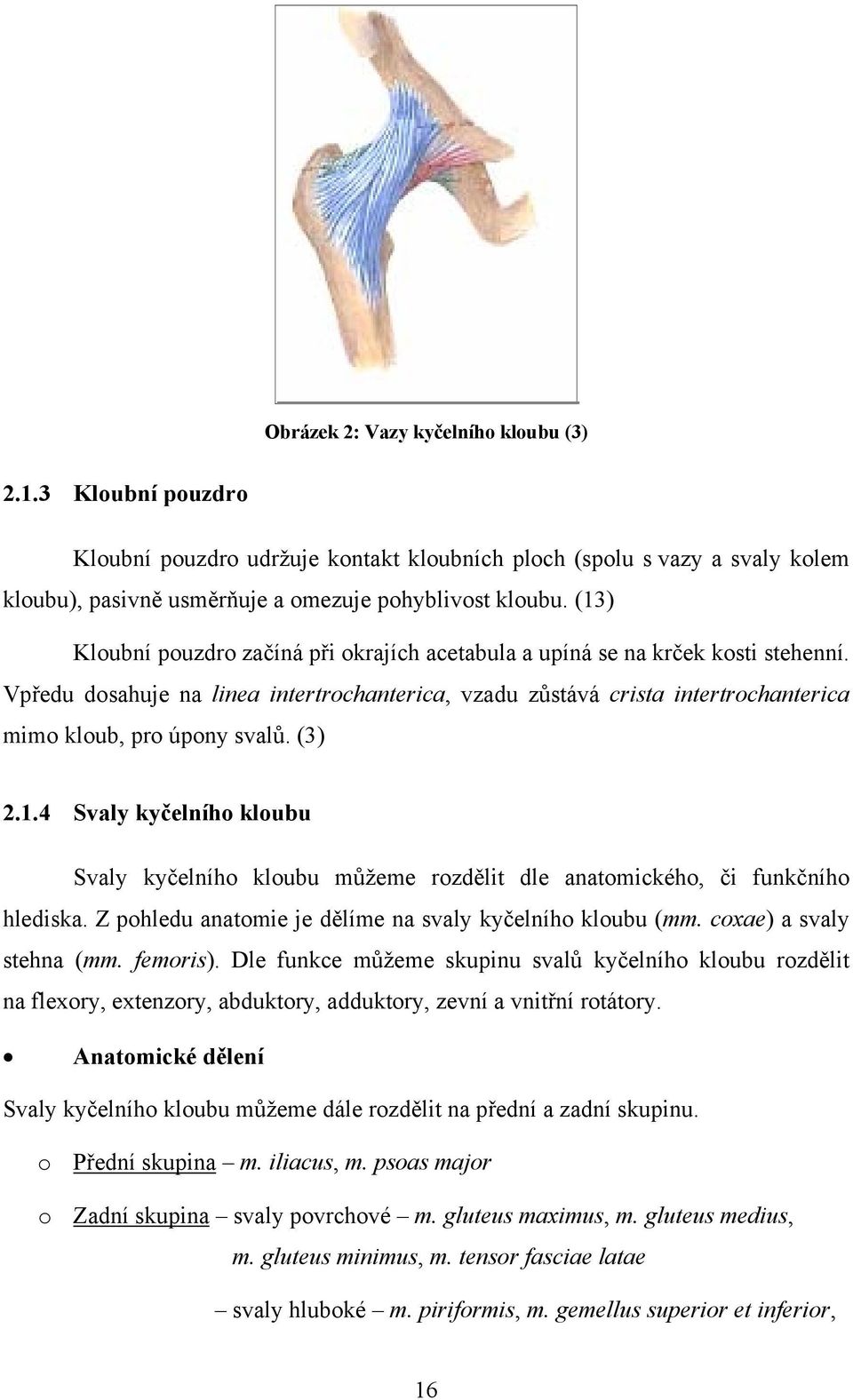 (3) 2.1.4 Svaly kyčelního kloubu Svaly kyčelního kloubu můžeme rozdělit dle anatomického, či funkčního hlediska. Z pohledu anatomie je dělíme na svaly kyčelního kloubu (mm. coxae) a svaly stehna (mm.