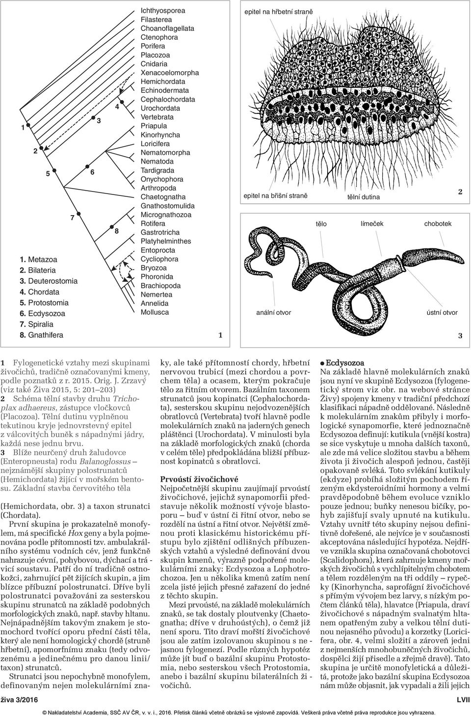 Bilateria Bryozoa Phoronida 3. Deuterostomia Brachiopoda 4. Chordata Nemertea 5. Protostomia Annelida 6. Ecdysozoa Mollusca 7. Spiralia 8.