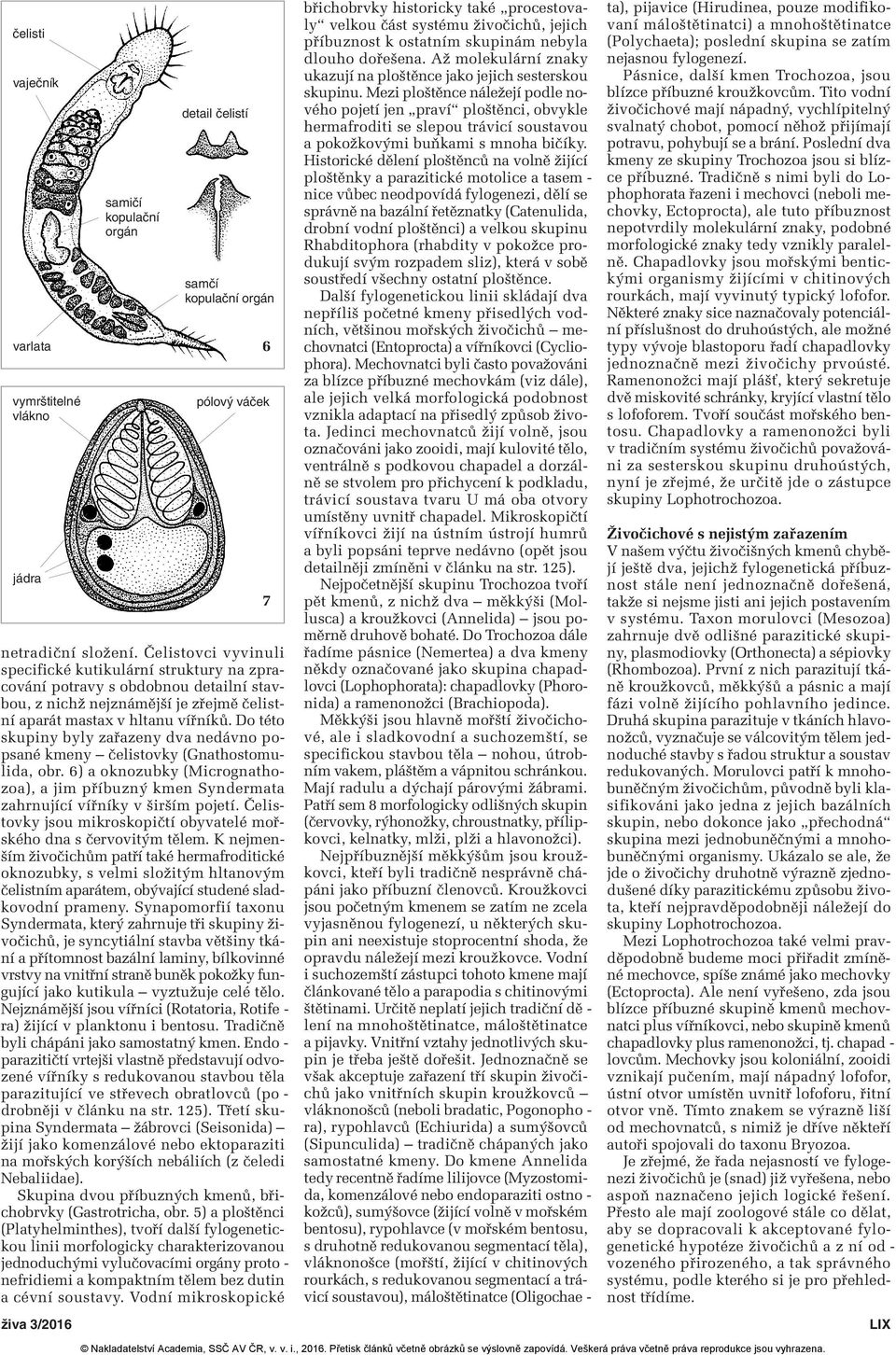 Do této skupiny byly zařazeny dva nedávno po - psané kmeny čelistovky (Gnathostomulida, obr. 6) a oknozubky (Micrognathozoa), a jim příbuzný kmen Syndermata zahrnující vířníky v širším pojetí.