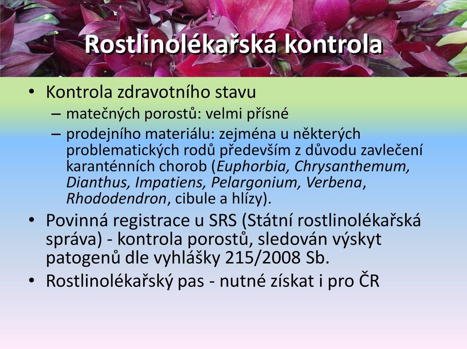 Impatiens, Pelargonium, Verbena, Rhododendron, cibule a hlízy).