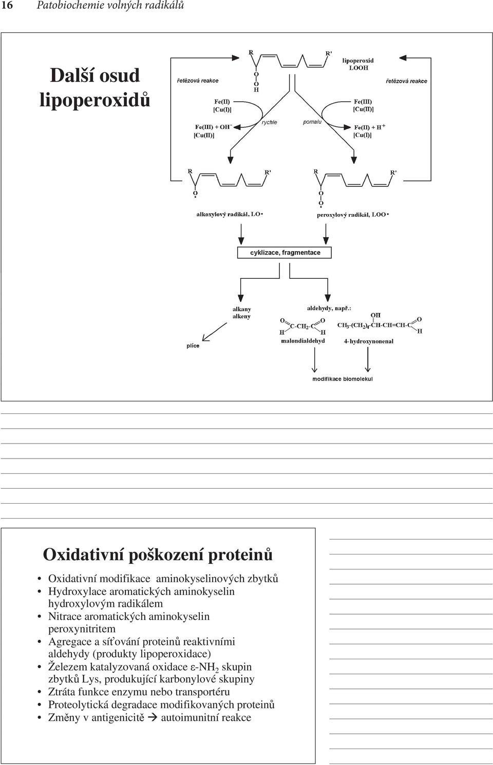 síťování proteinů reaktivními aldehydy (produkty lipoperoxidace) Železem katalyzovaná oxidace ε-nh 2 skupin zbytků Lys, produkující