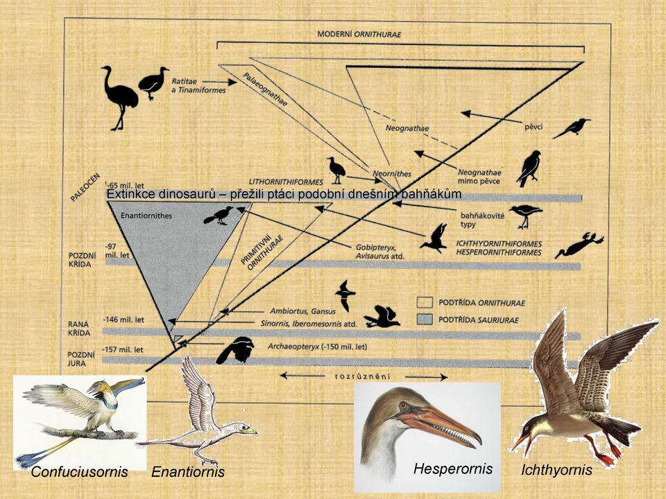 bahňákům Confuciusornis