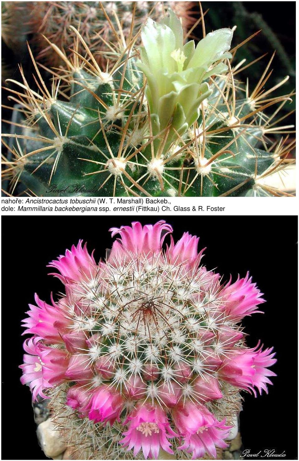 , dole: Mammillaria backebergiana