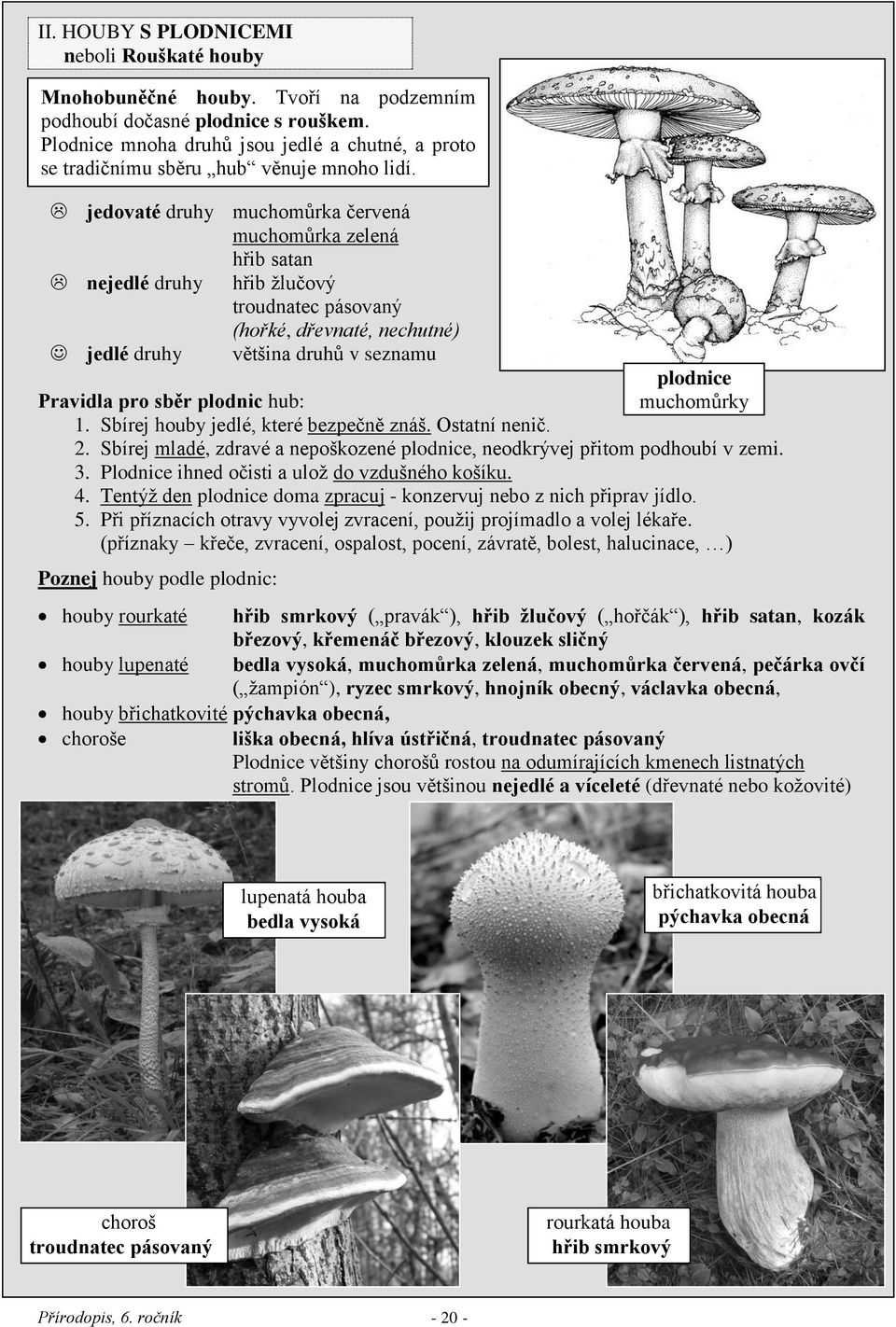 jedovaté druhy muchomůrka červená muchomůrka zelená hřib satan nejedlé druhy hřib žlučový troudnatec pásovaný (hořké, dřevnaté, nechutné) jedlé druhy většina druhů v seznamu Pravidla pro sběr plodnic