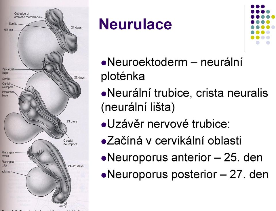 nervové trubice: Začíná v cervikální oblasti