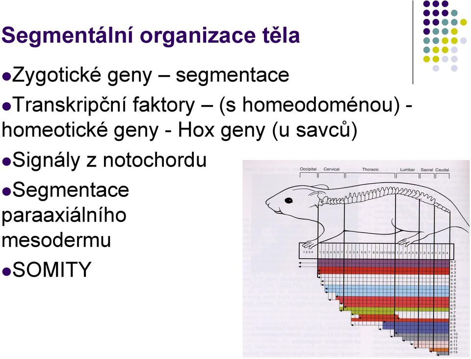 - homeotické geny - Hox geny (u savců) Signály z