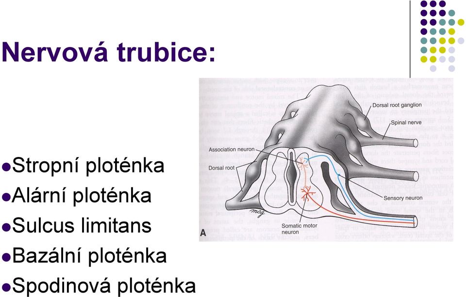 Sulcus limitans Bazální