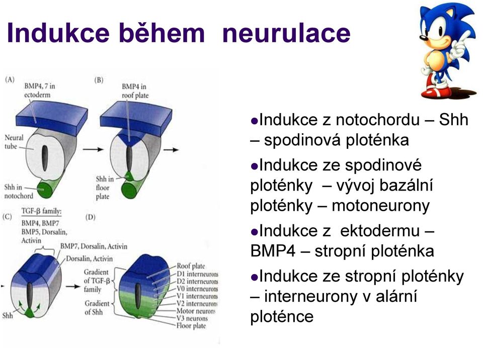 ploténky motoneurony Indukce z ektodermu BMP4 stropní