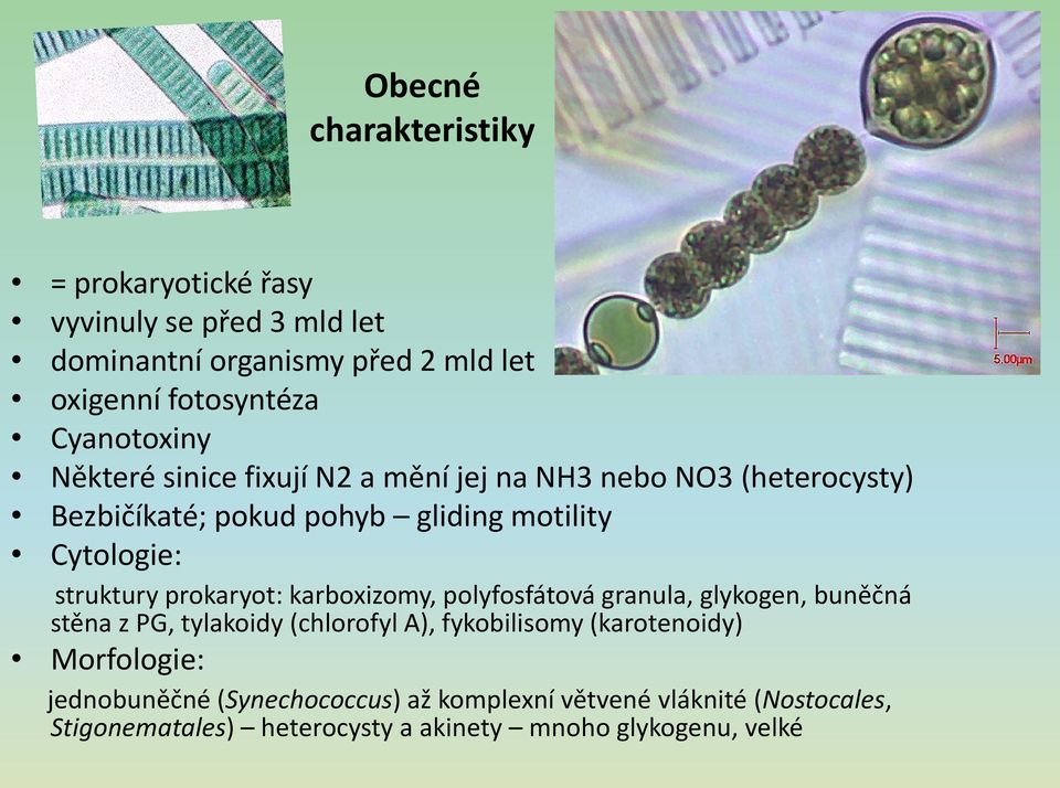 struktury prokaryot: karboxizomy, polyfosfátová granula, glykogen, buněčná stěna z PG, tylakoidy (chlorofyl A), fykobilisomy