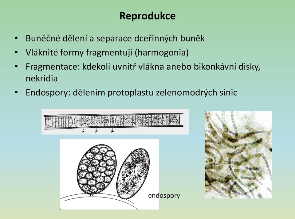 kdekoli uvnitř vlákna anebo bikonkávní disky, nekridia