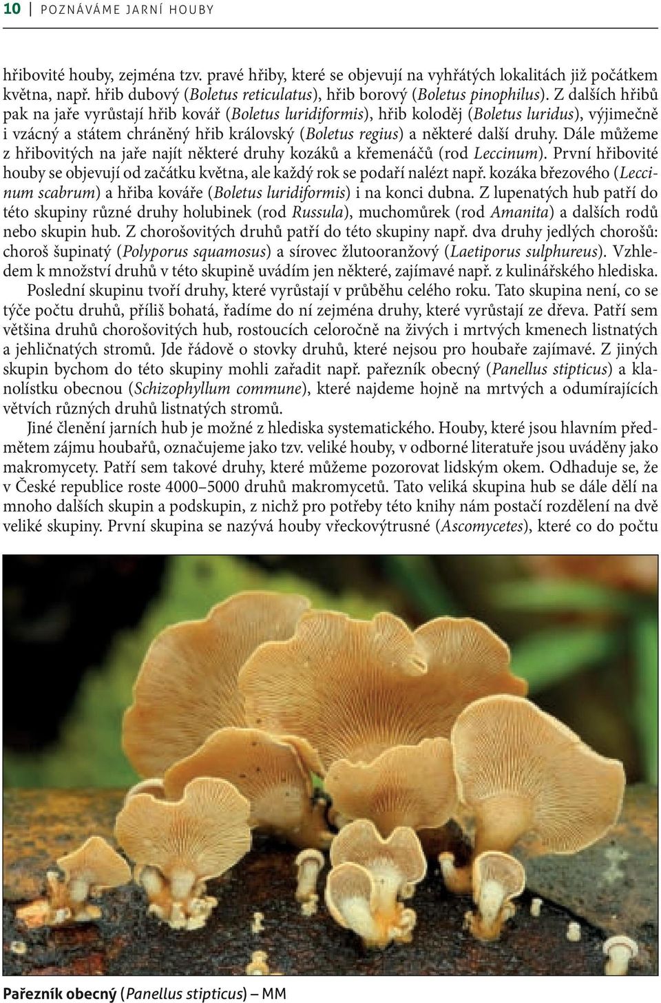 Z dalších hřibů pak na jaře vyrůstají hřib kovář (Boletus luridiformis), hřib koloděj (Boletus luridus), výjimečně i vzácný a státem chráněný hřib královský (Boletus regius) a některé další druhy.