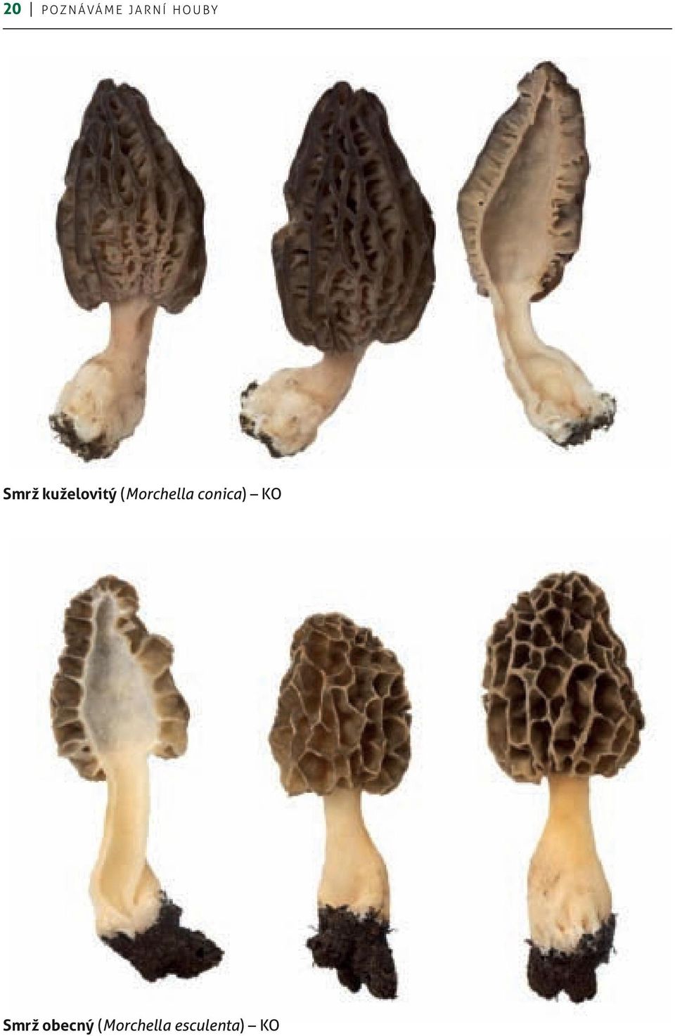 (Morchella conica) KO