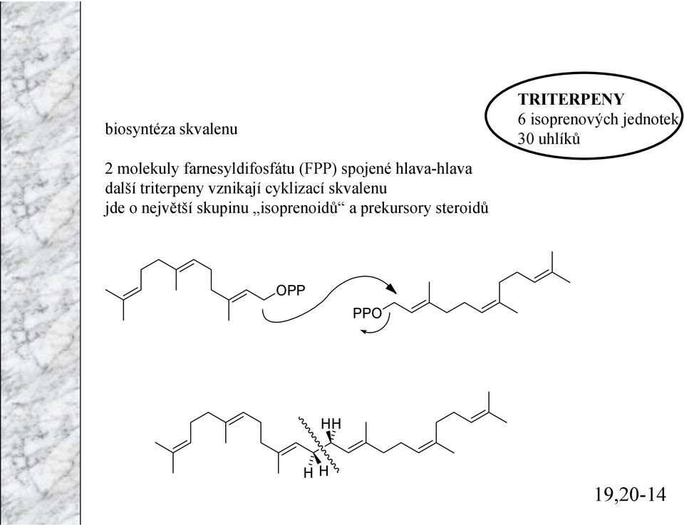 hlava-hlava další triterpeny vznikají cyklizací skvalenu