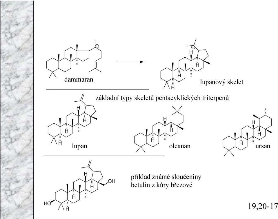 triterpenů lupan oleanan ursan