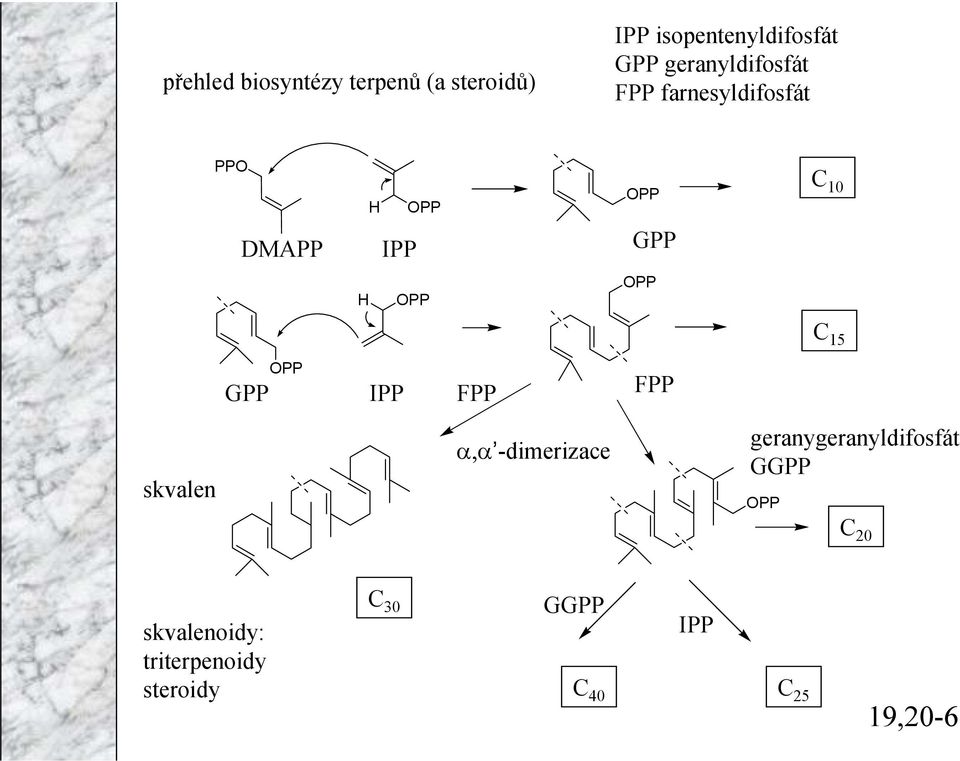 15 PP GPP IPP FPP FPP skvalen α,α -dimerizace geranygeranyldifosfát GGPP