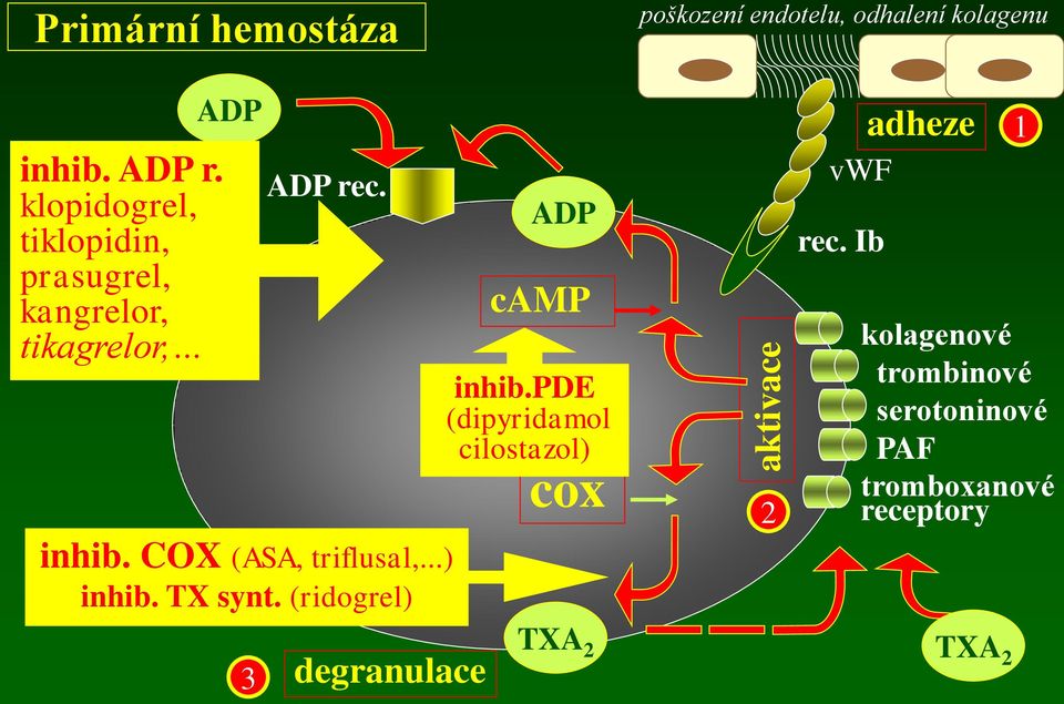 COX (ASA, triflusal,...) inhib. TX synt. (ridogrel) ADP camp inhib.