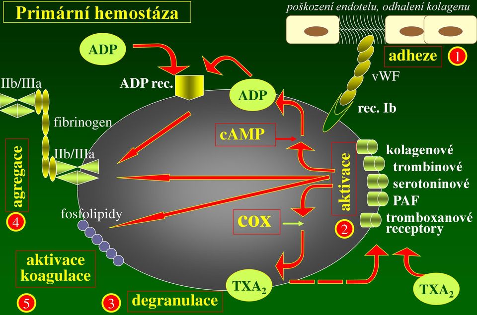 fibrinogen IIb/IIIa fosfolipidy ADP camp cox 2 adheze vwf rec.