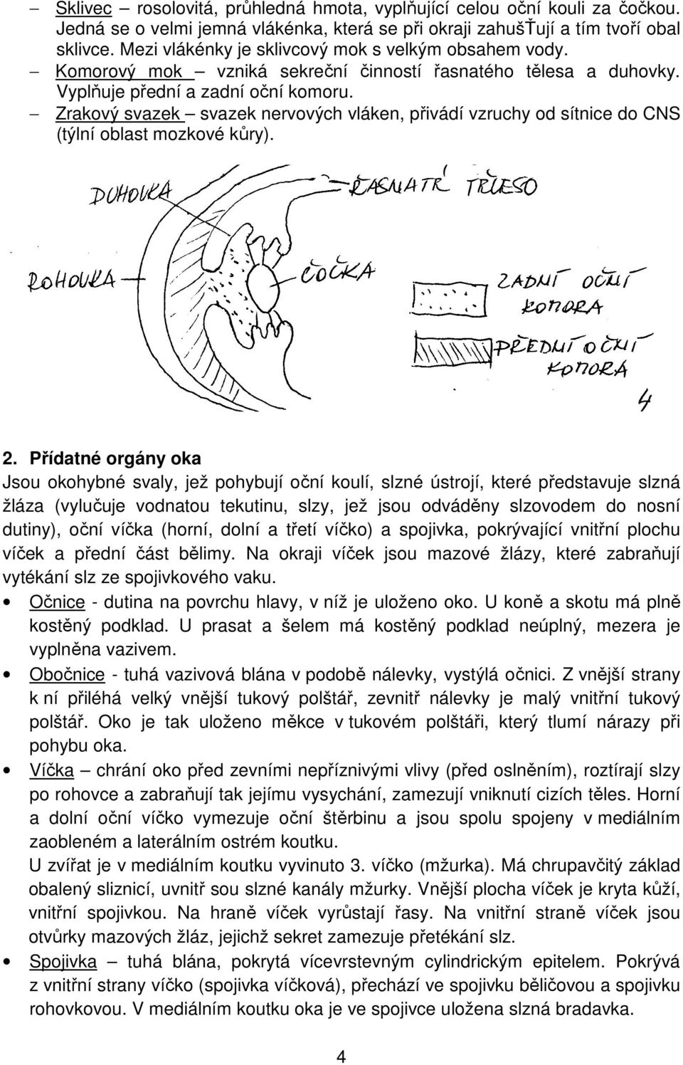 Zrakový svazek svazek nervových vláken, přivádí vzruchy od sítnice do CNS (týlní oblast mozkové kůry). 2.