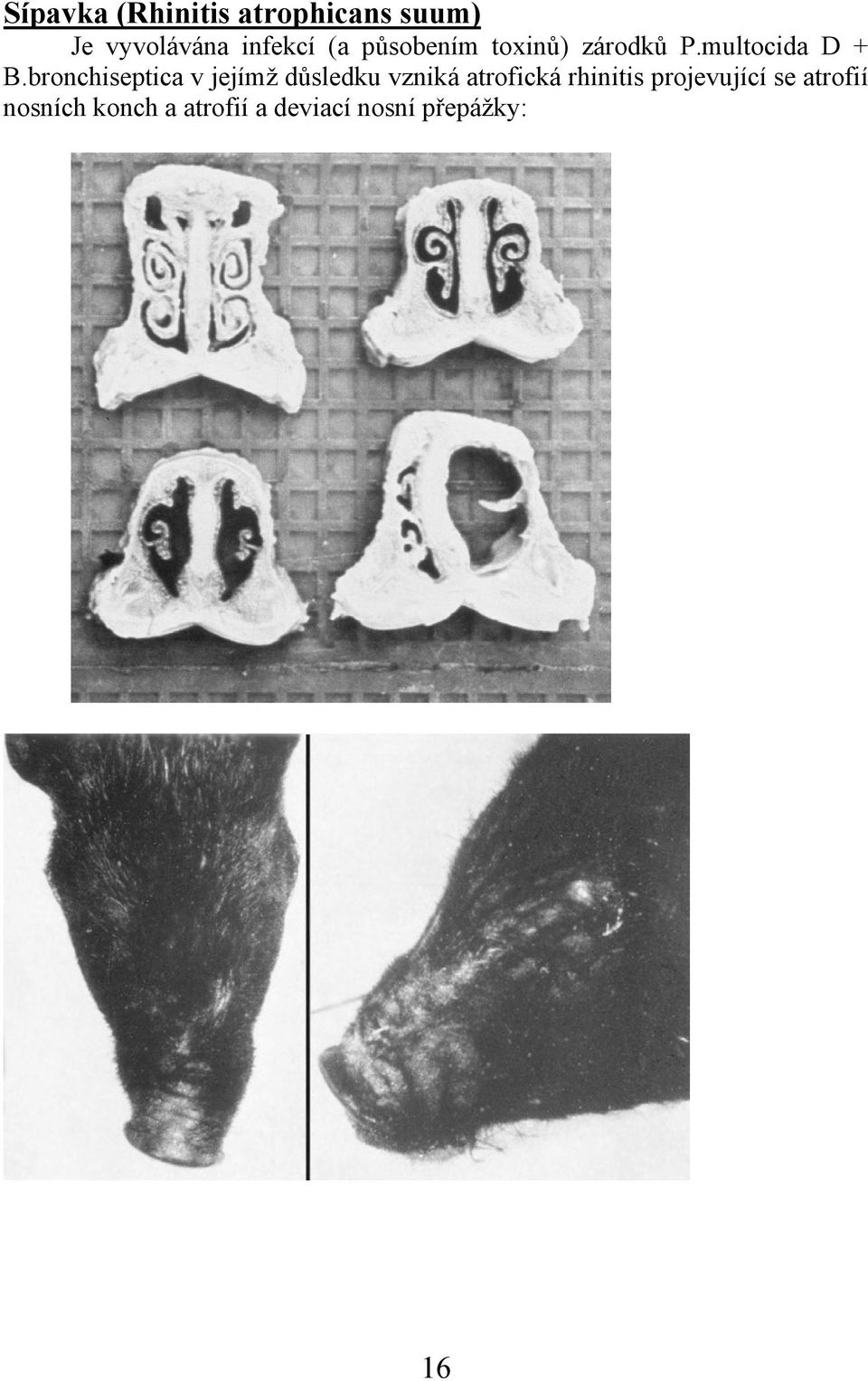 bronchiseptica v jejímž důsledku vzniká atrofická rhinitis