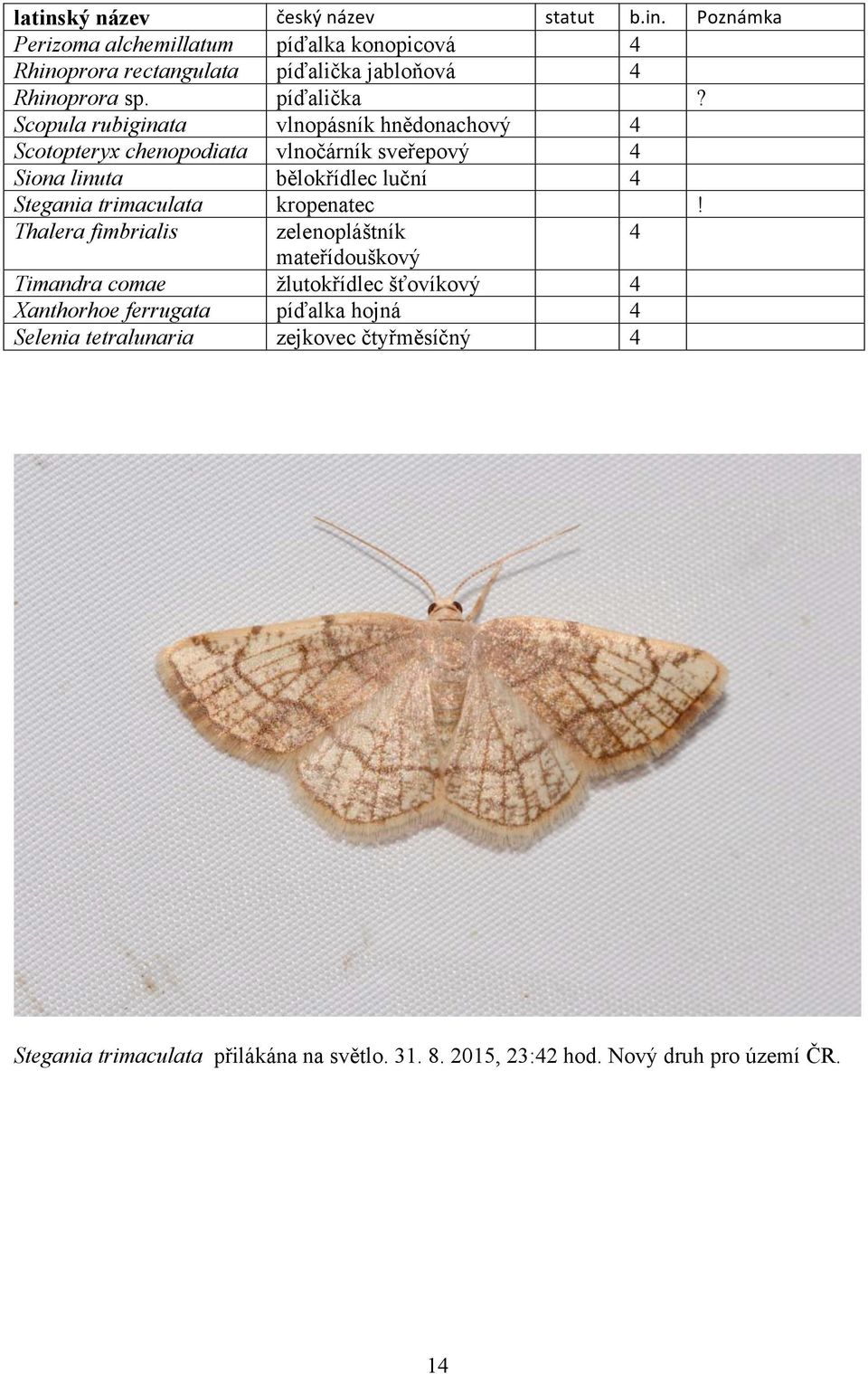 Scopula rubiginata vlnopásník hnědonachový 4 Scotopteryx chenopodiata vlnočárník sveřepový 4 Siona linuta bělokřídlec luční 4 Stegania