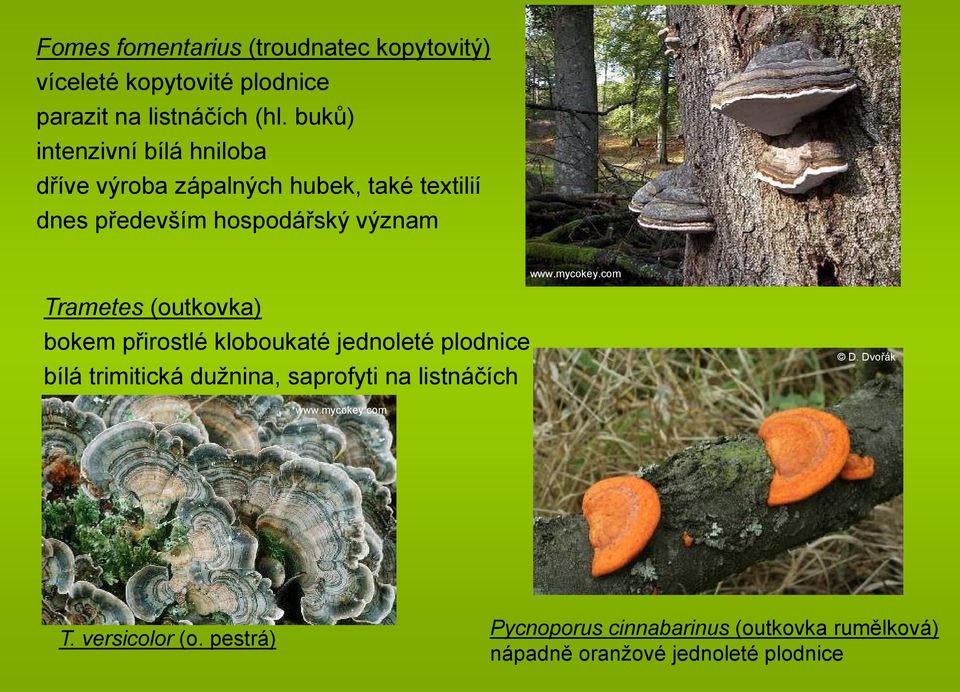 Trametes (outkovka) bokem přirostlé kloboukaté jednoleté plodnice bílá trimitická dužnina, saprofyti na