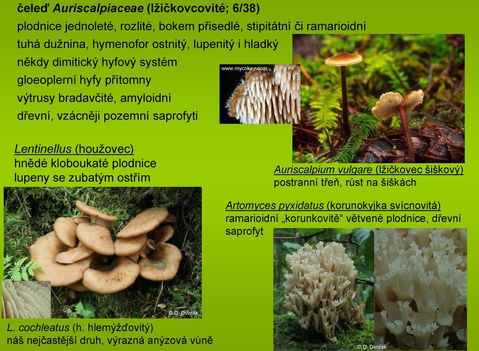 hnědé kloboukaté plodnice lupeny se zubatým ostřím Auriscalpium vulgare (lžičkovec šiškový) postranní třeň, růst na šiškách Artomyces pyxidatus (korunokyjka