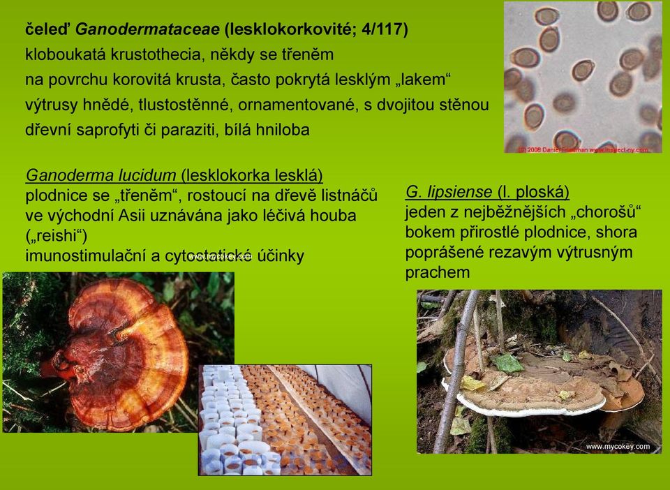 (lesklokorka lesklá) plodnice se třeněm, rostoucí na dřevě listnáčů ve východní Asii uznávána jako léčivá houba ( reishi )