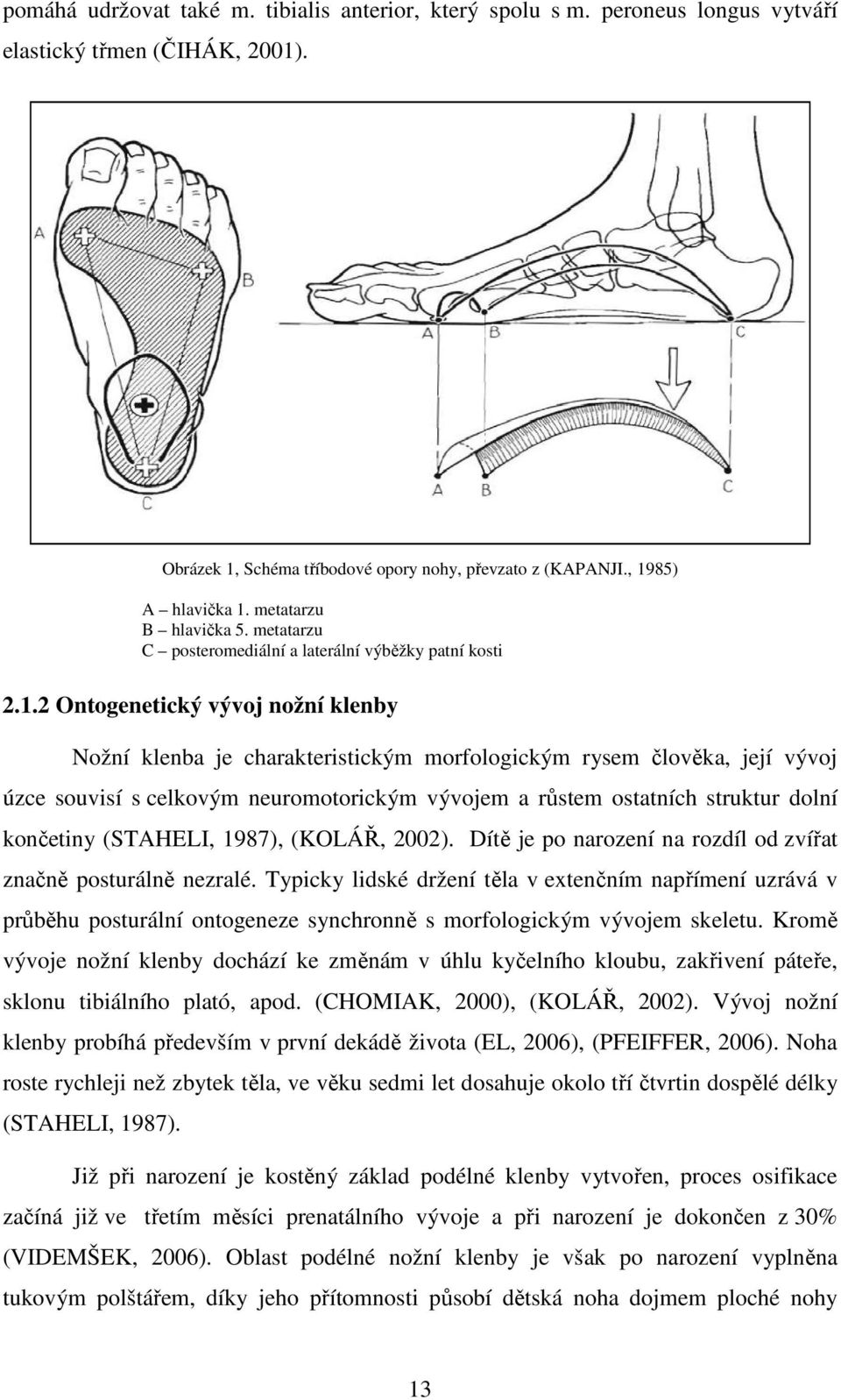 2 Ontogenetický vývoj nožní klenby Nožní klenba je charakteristickým morfologickým rysem člověka, její vývoj úzce souvisí s celkovým neuromotorickým vývojem a růstem ostatních struktur dolní