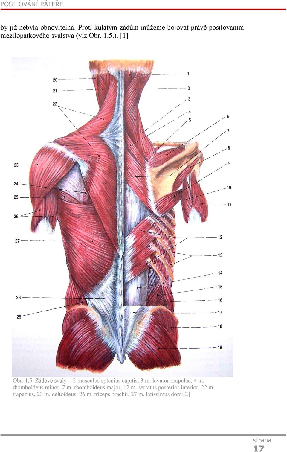 [1] Obr. 1.5. Zádové svaly 2 musculus splenius capitis, 3 m. levator scapulae, 4 m.
