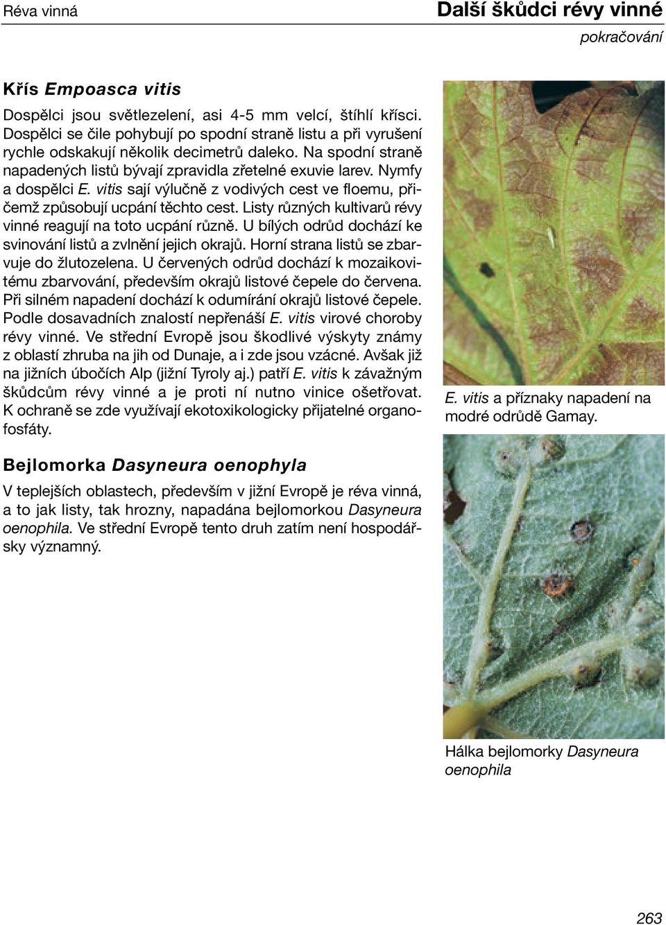 vitis sají výlučně z vodivých cest ve floemu, přičemž způsobují ucpání těchto cest. Listy různých kultivarů révy vinné reagují na toto ucpání různě.