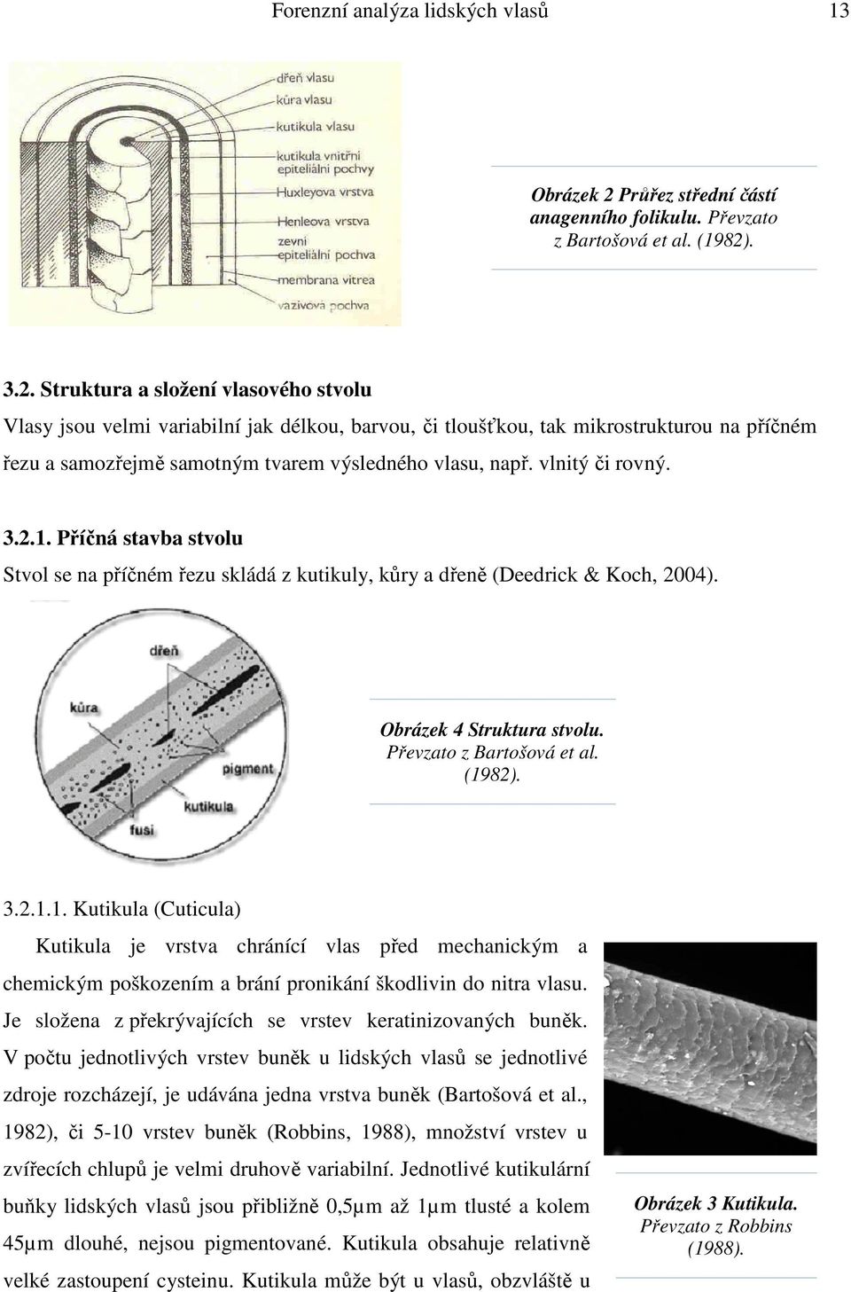 . 3.2. Struktura a složení vlasového stvolu Vlasy jsou velmi variabilní jak délkou, barvou, či tloušťkou, tak mikrostrukturou na příčném řezu a samozřejmě samotným tvarem výsledného vlasu, např.