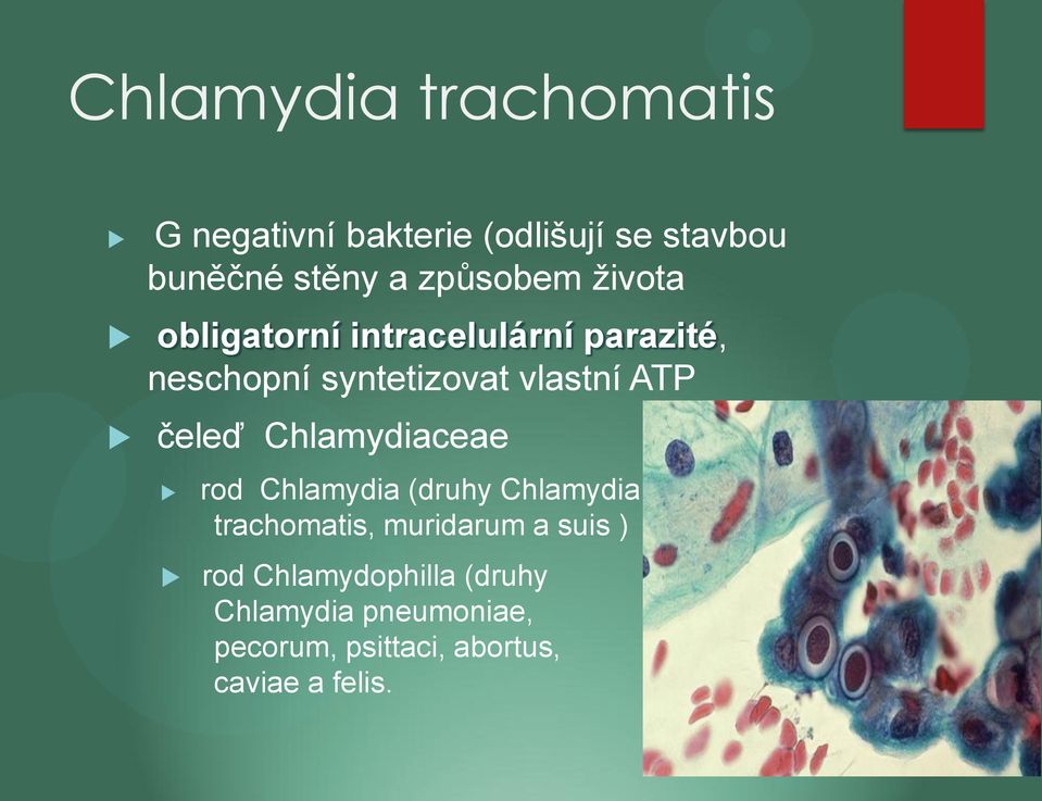 ATP čeleď Chlamydiaceae rod Chlamydia (druhy Chlamydia trachomatis, muridarum a suis