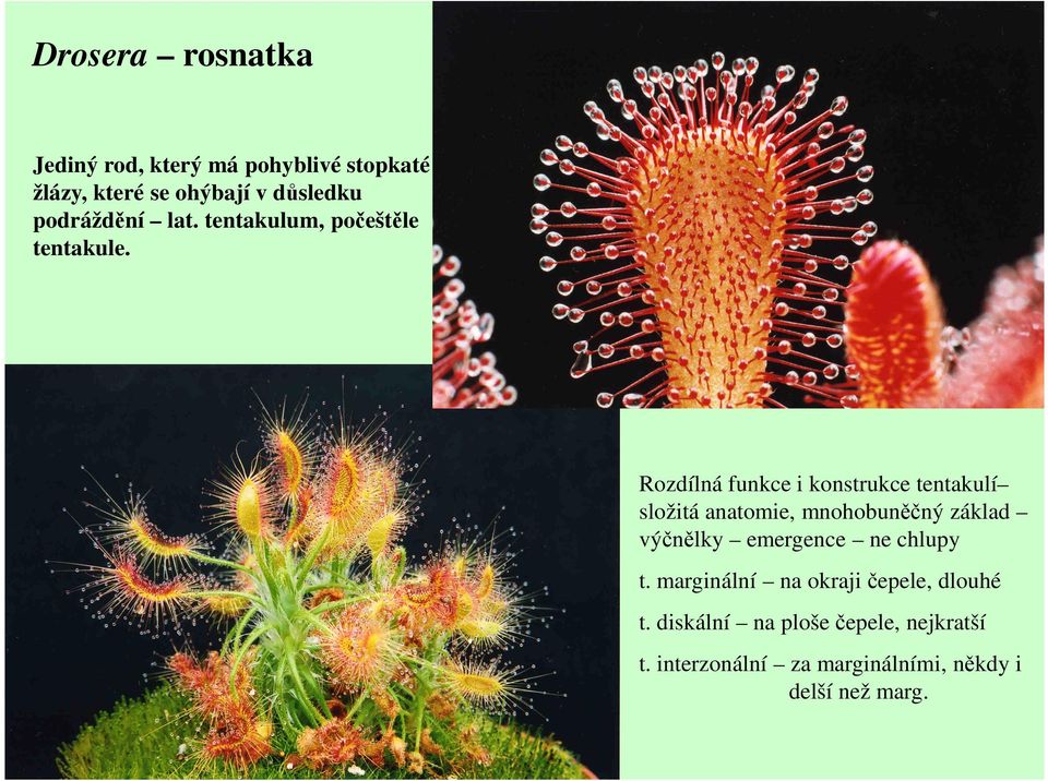 Rozdílná funkce i konstrukce tentakulí složitá anatomie, mnohobuněčný základ výčnělky emergence